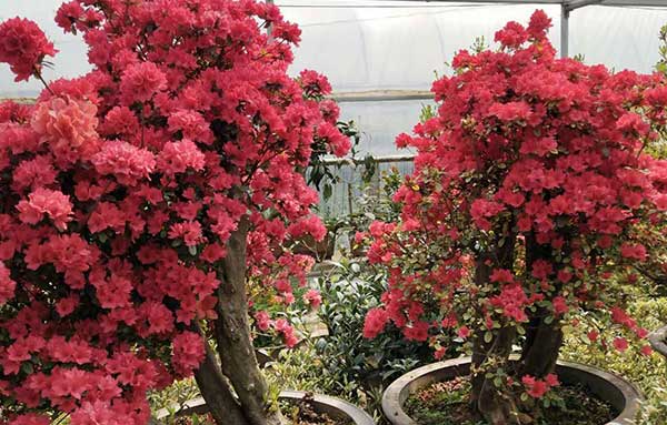 青島庭院設(shè)計(jì)施工|青島別墅景觀(guān)|黃島綠植租擺|青島中林景觀(guān)綠化工程有限公司。